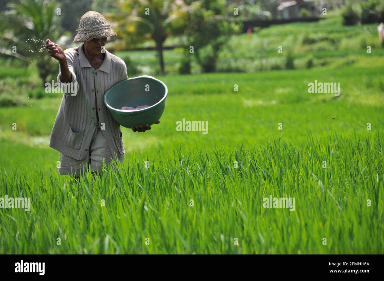 A farmer applies fertilizer in the rice field Stock Photo Alamy