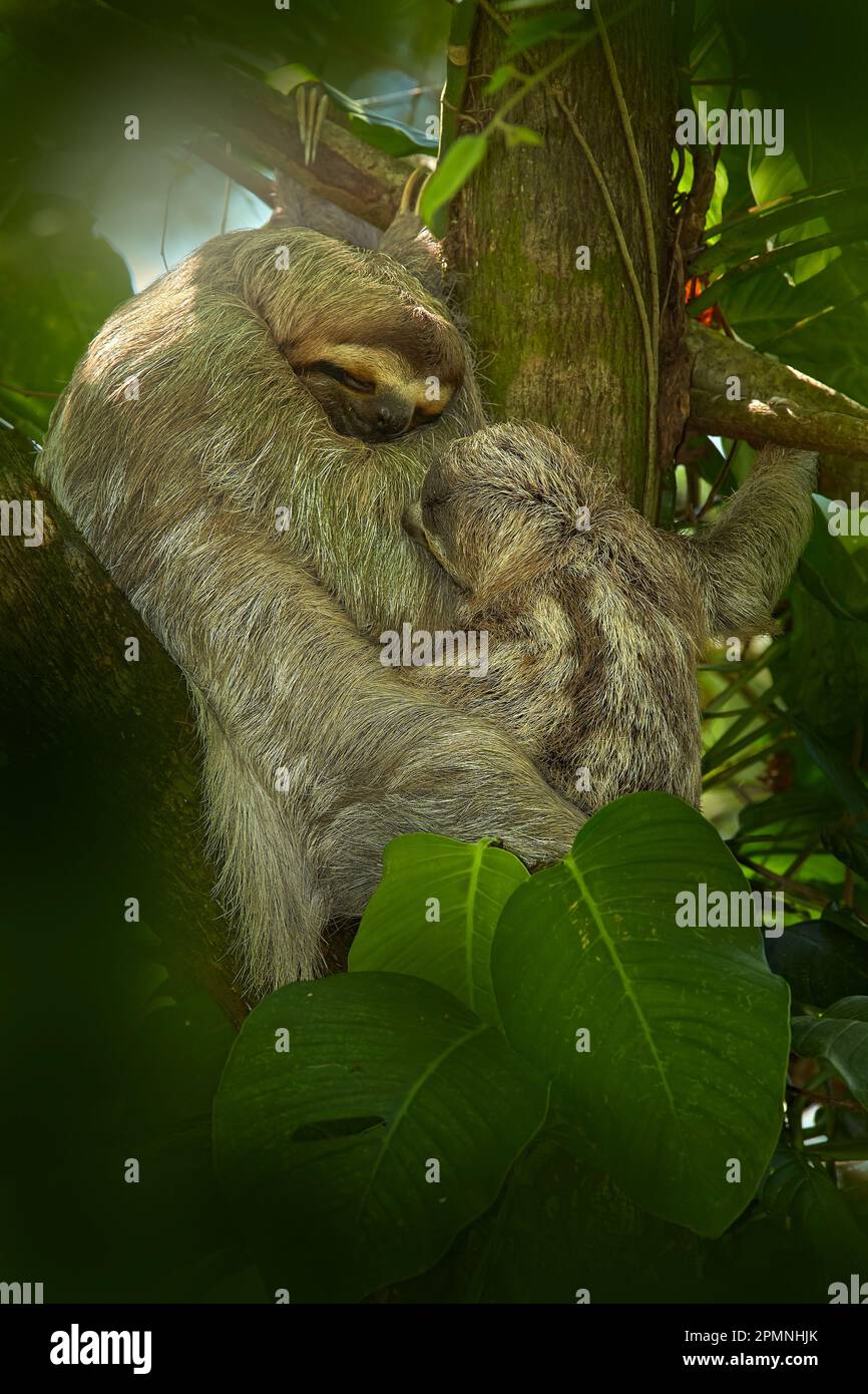 Sloth with young baby. Beautiful animal in nature habitat. Linnaeus's