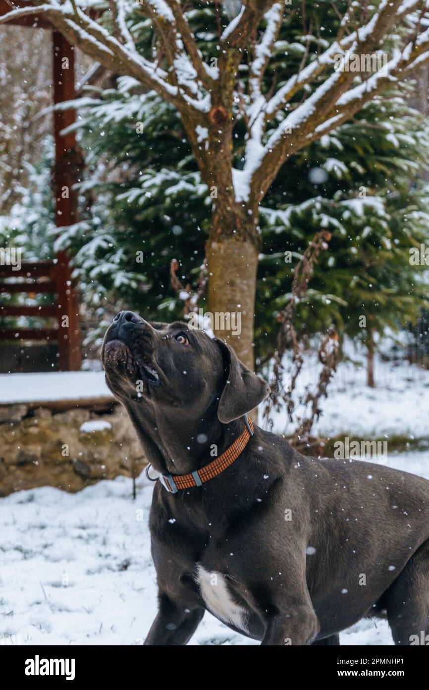 A vertical shot of a domestic Canis Panther dog playing with the snow in a park Stock Photo