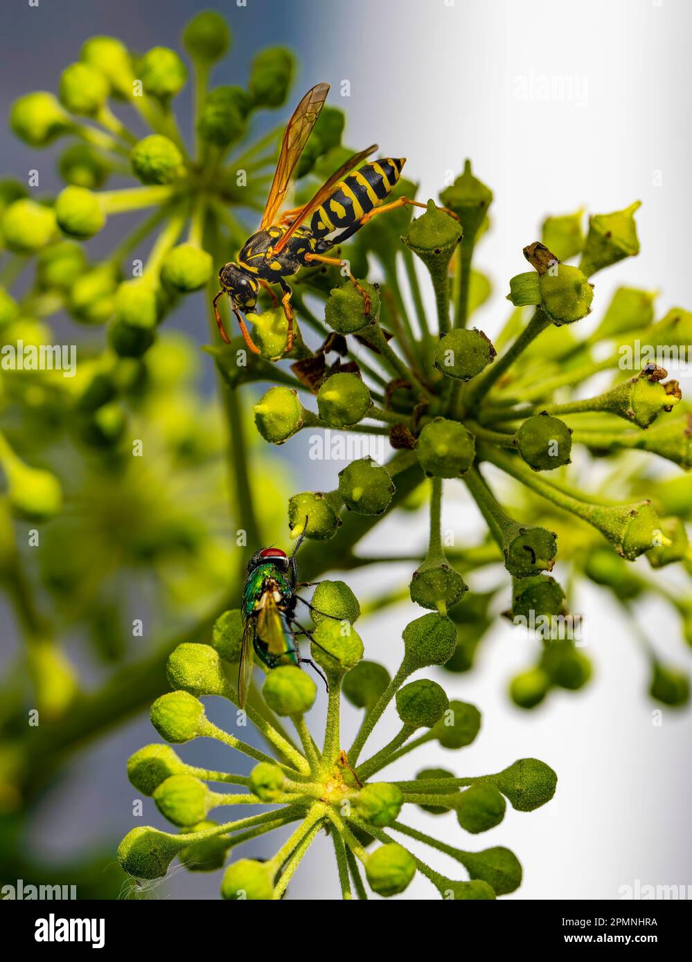 Stalking wasp sitting face to face with a fly on an ivy flower. Stock Photo