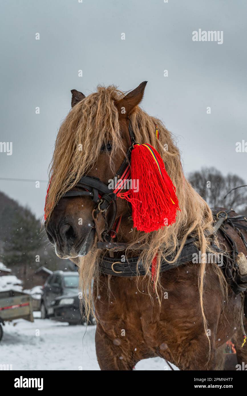 A brown Lithuanian heavy draft horse in a snowy field during the snowfall Stock Photo