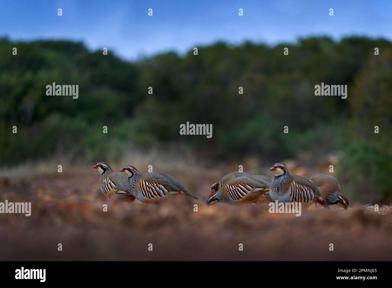 Flock og birds in habitat. Red-legged partridge, Alectoris rufa, gamebird in pheasant family Phasianidae, on the gravel road, Spain in Europe. Partrid Stock Photo