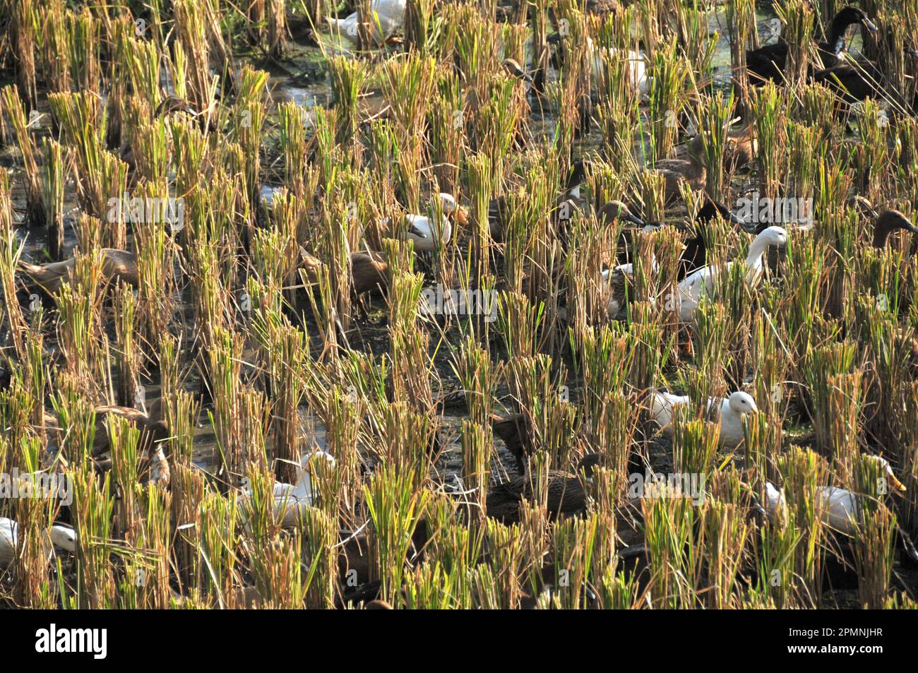 Ducks in the rice field among the harvested rice stalks Stock Photo Alamy