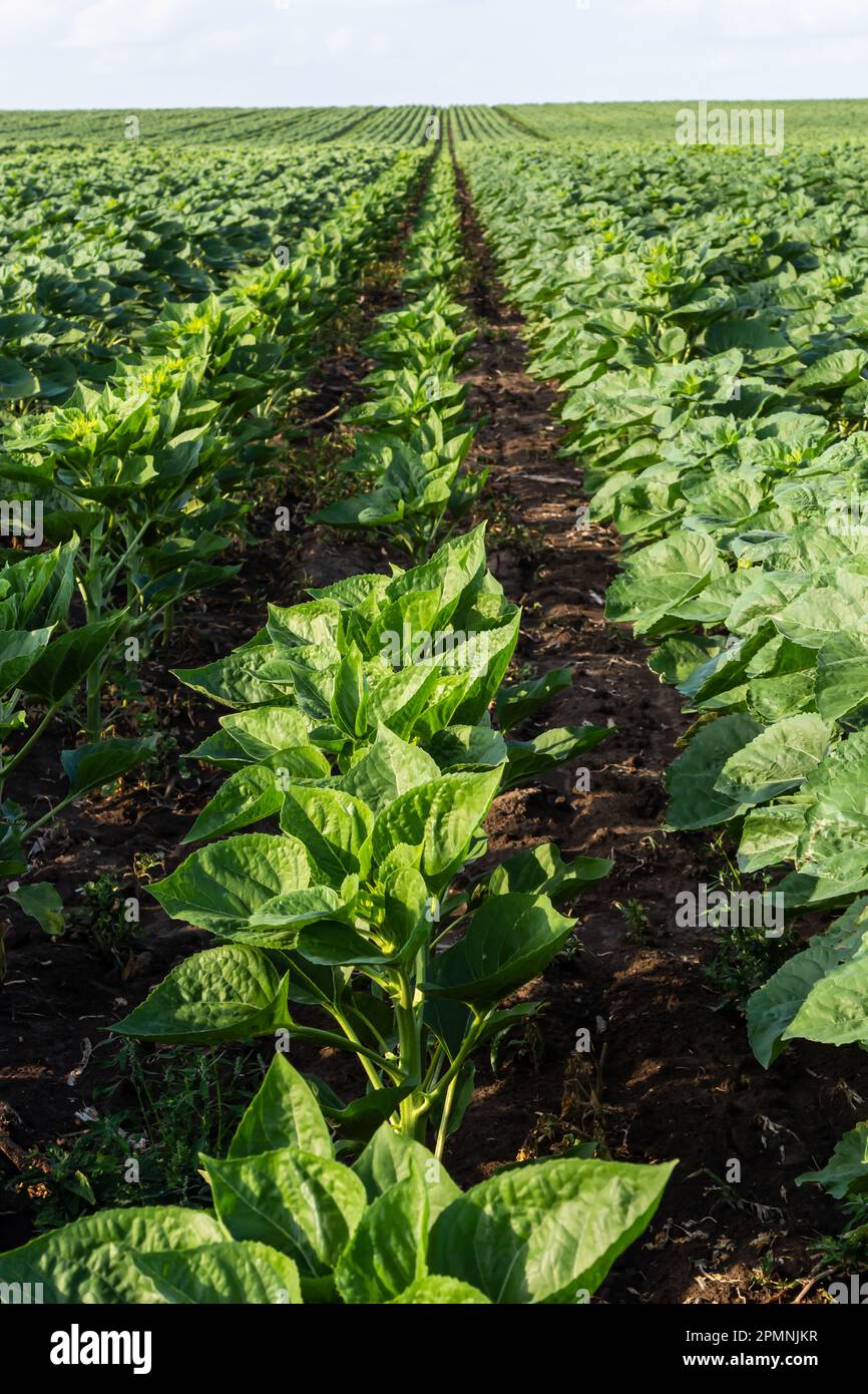 field with young sunflower sprouts. Future harvest of sunflower, seeds
