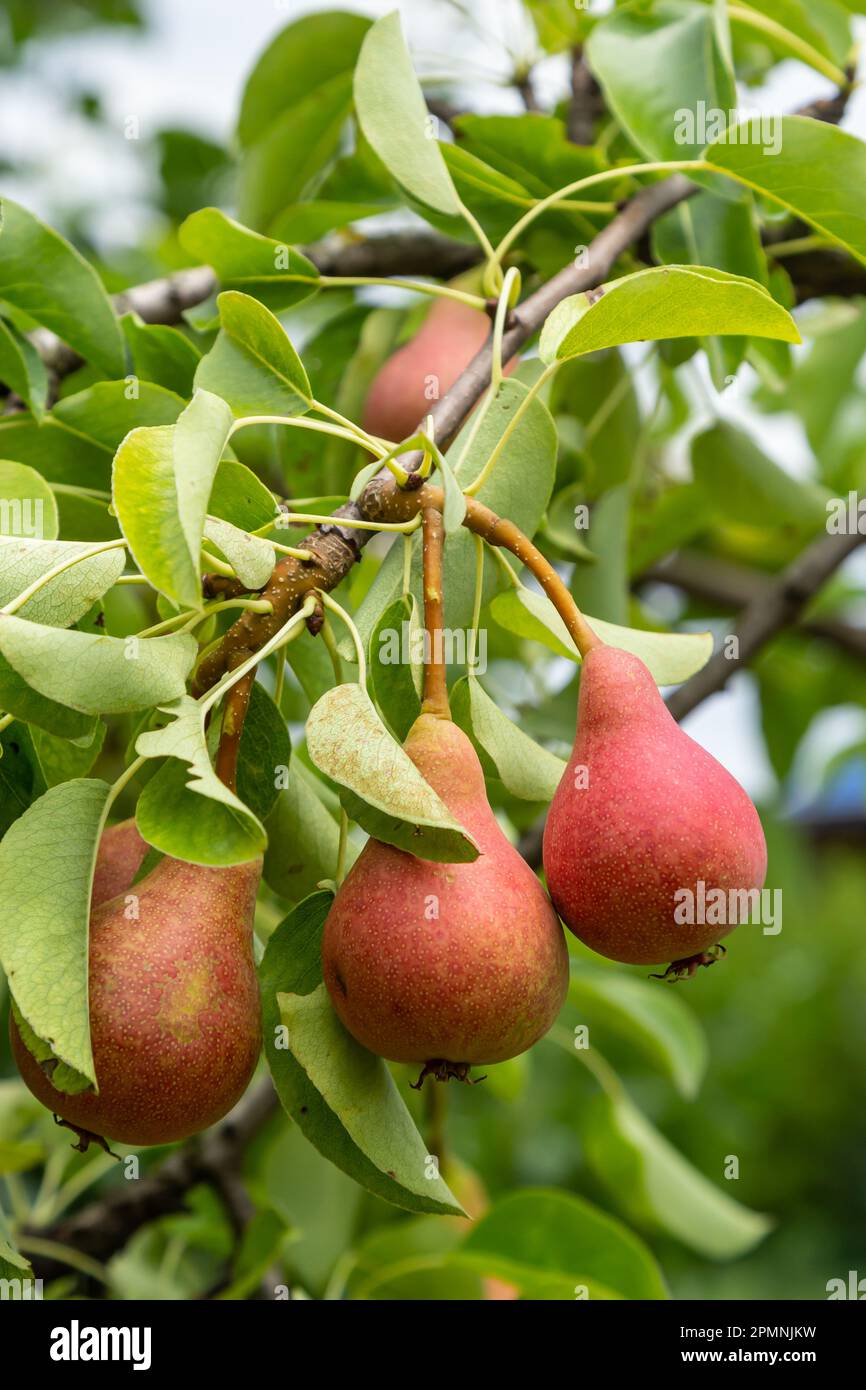 pear-tree-pyrus-communis-hi-res-stock-photography-and-images-alamy