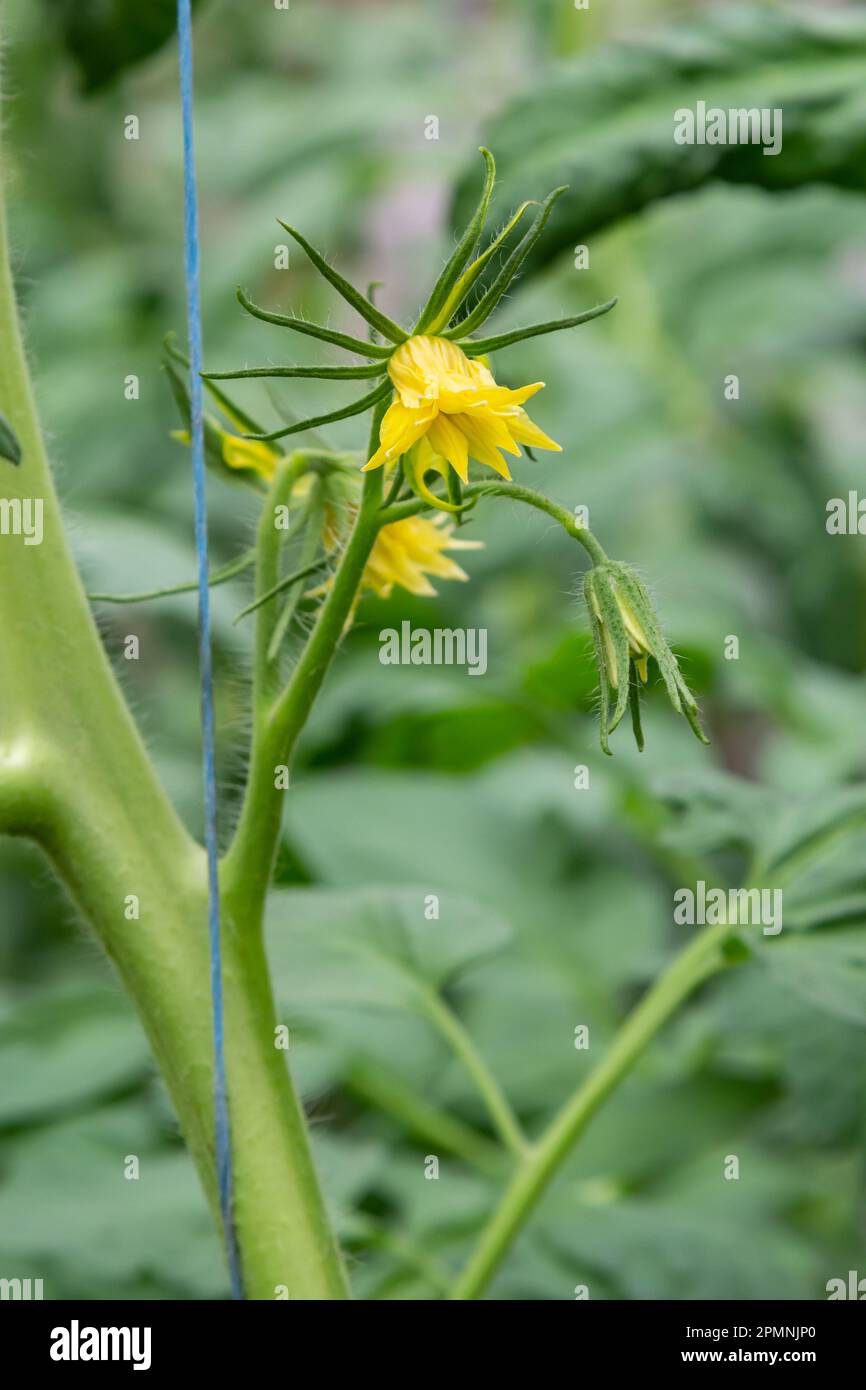 It is a lot of small flowers of yellow color, on a branch, blossoming of a tomato. Stock Photo