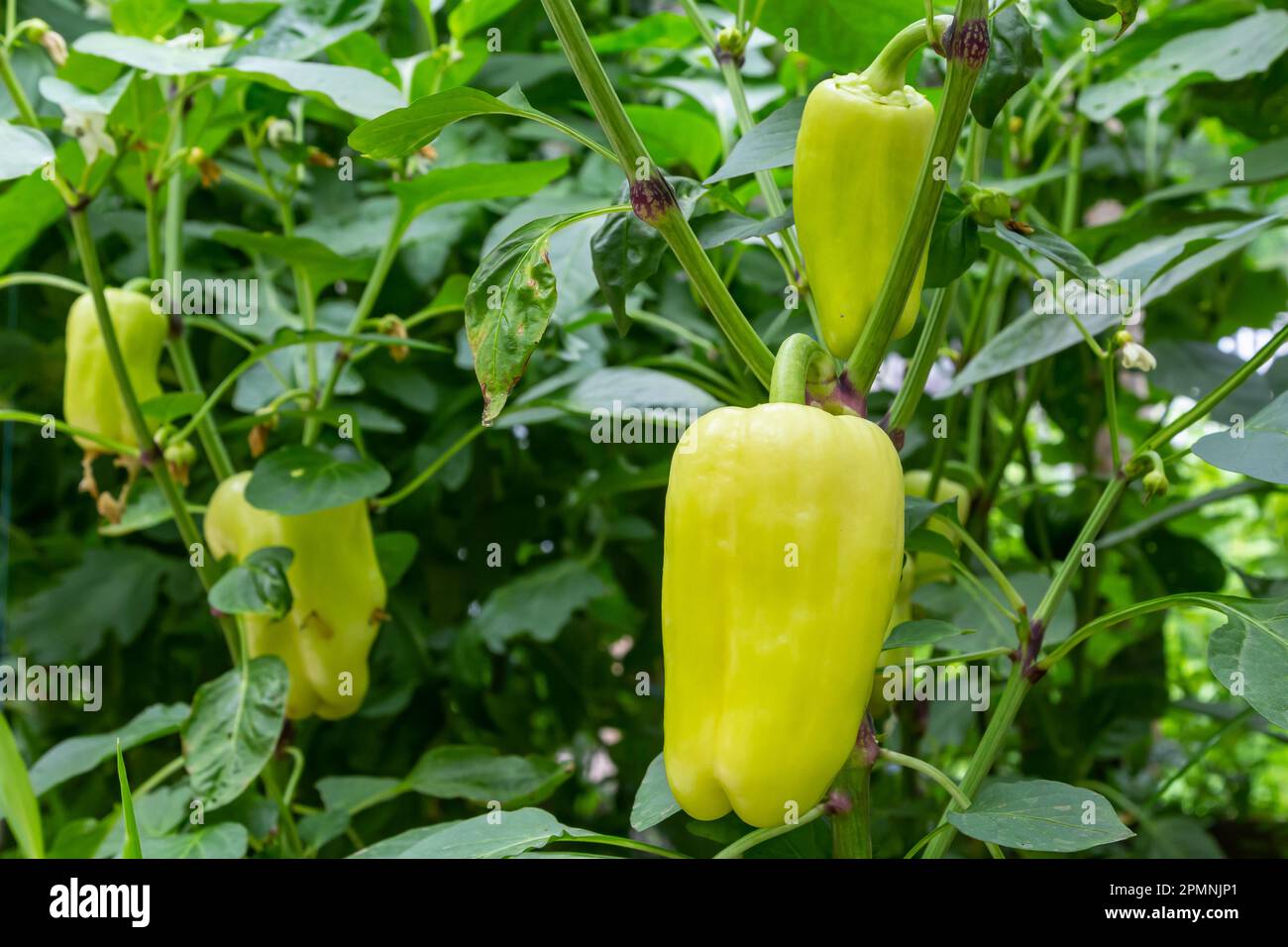 Farm bell hi-res stock photography and images - Alamy