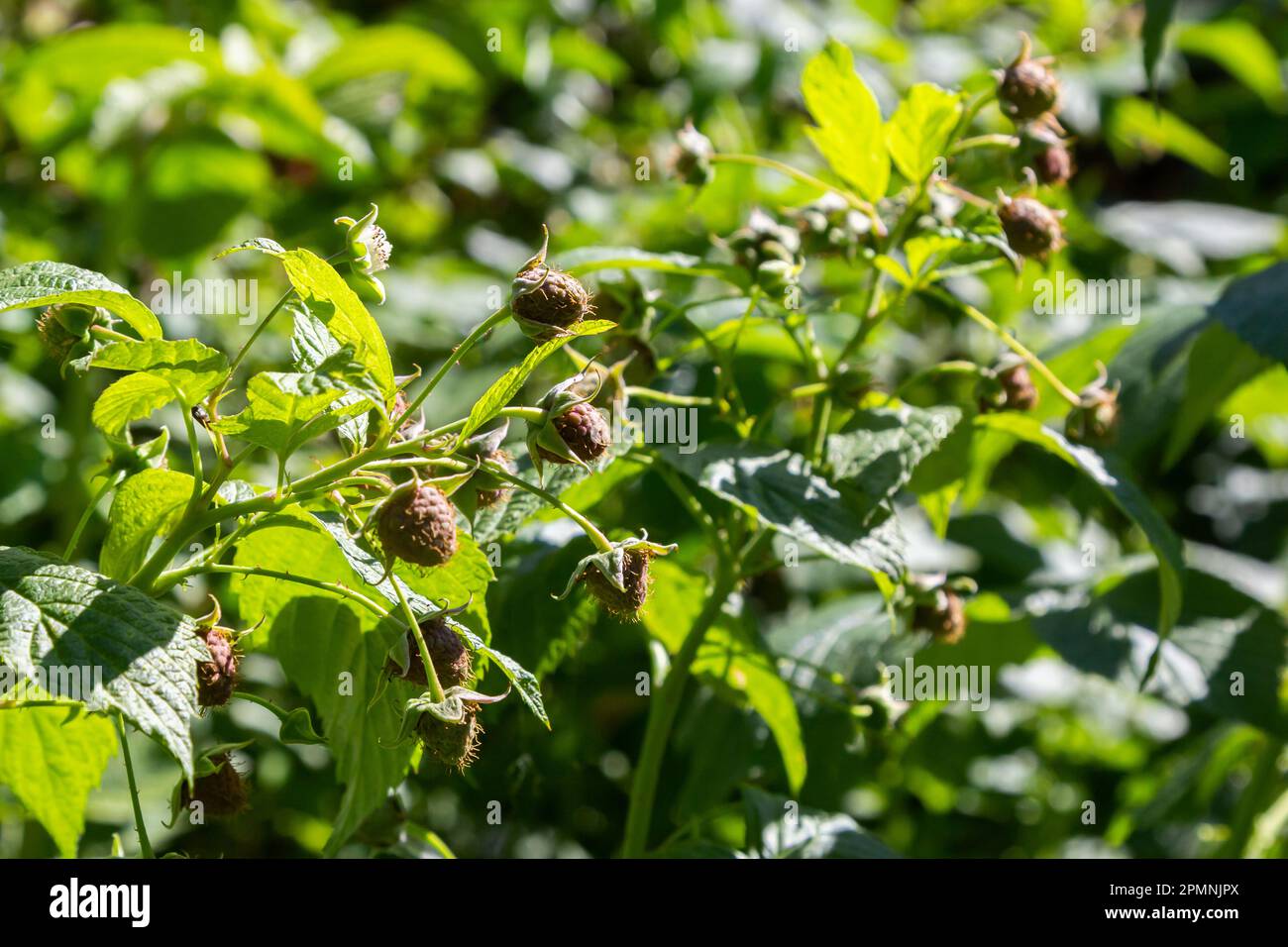 Unripe raspberries green hi-res stock photography and images - Alamy