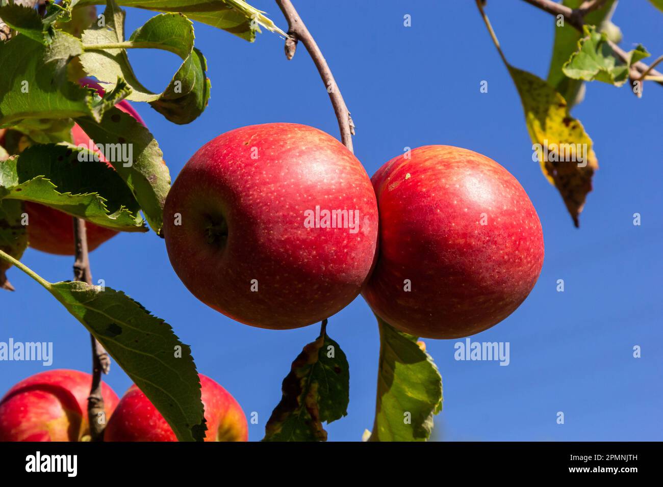 Organic apples. Fruit without chemical spraying. Orchard Stock Photo
