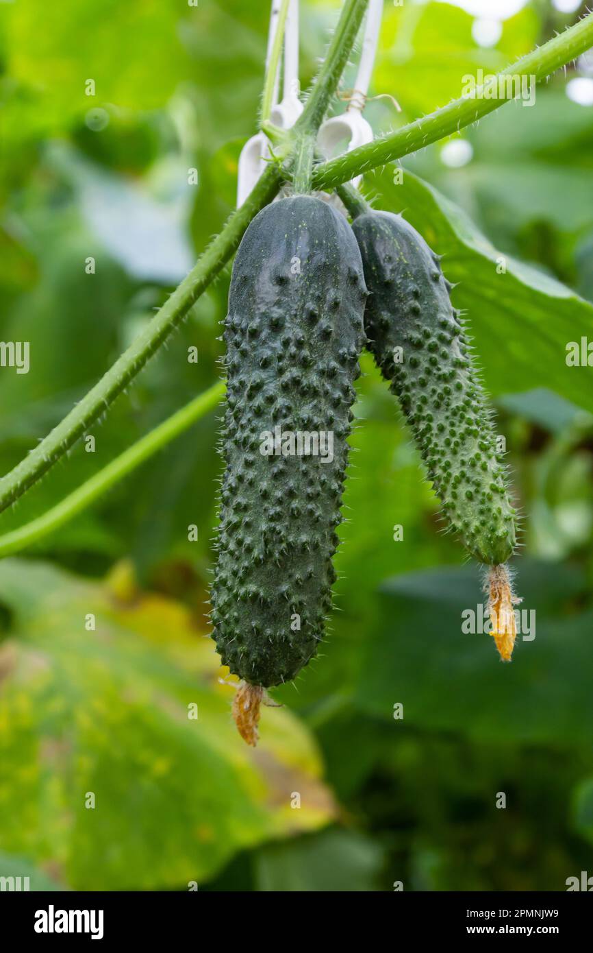 plant cucumber with yellow flowers. Juicy fresh cucumber closeup macro