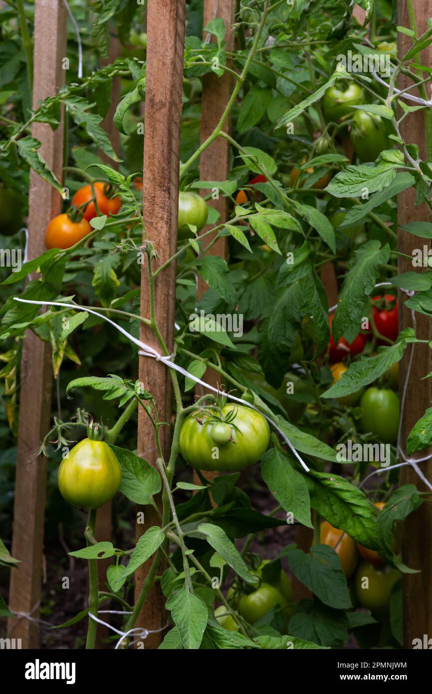 Ripe red and green tomatoes hanging on tomato tree in the garden Stock ...