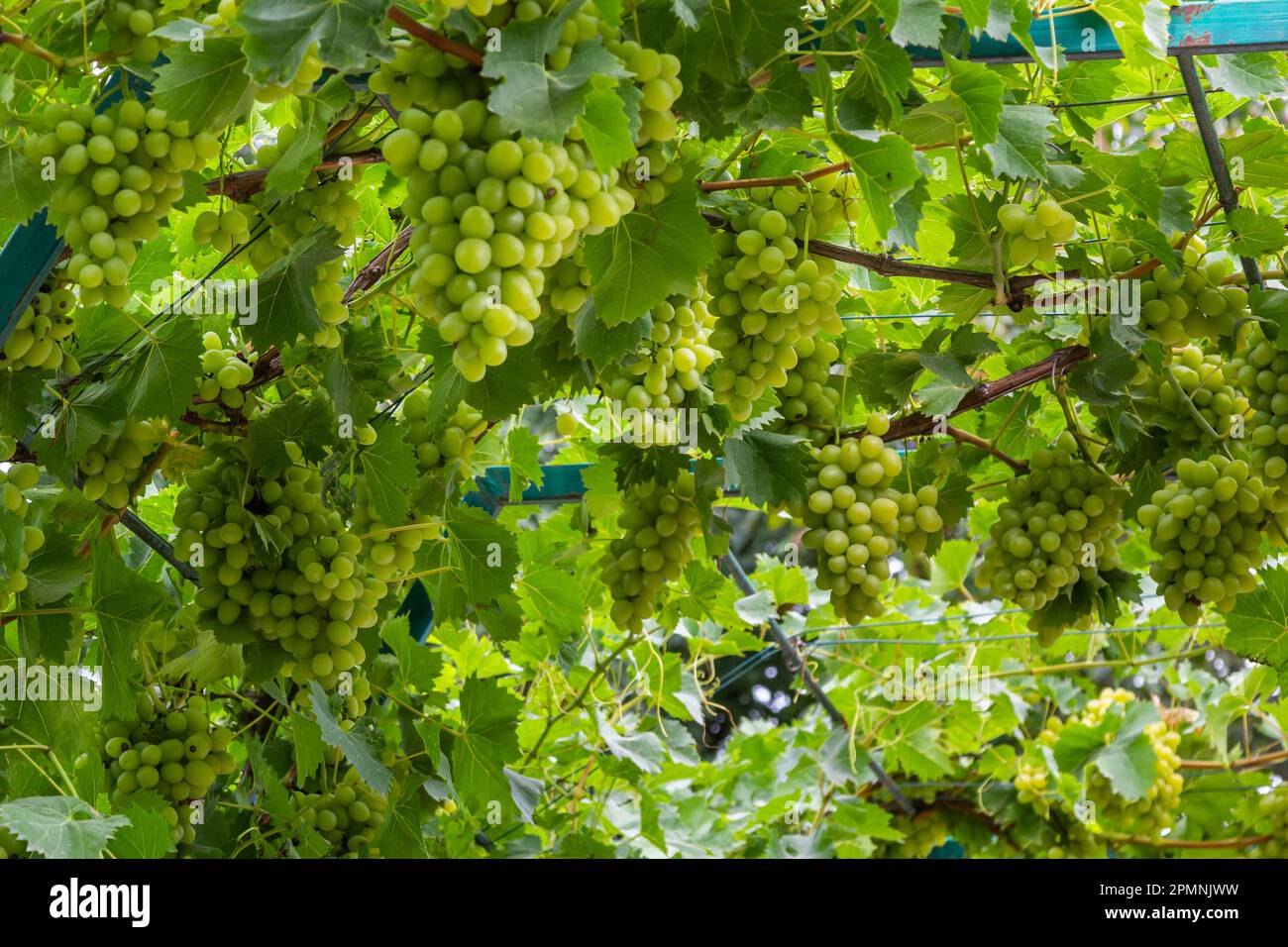 Ripe grapes grow on bushes. Bunch of grapes before harvest Stock Photo