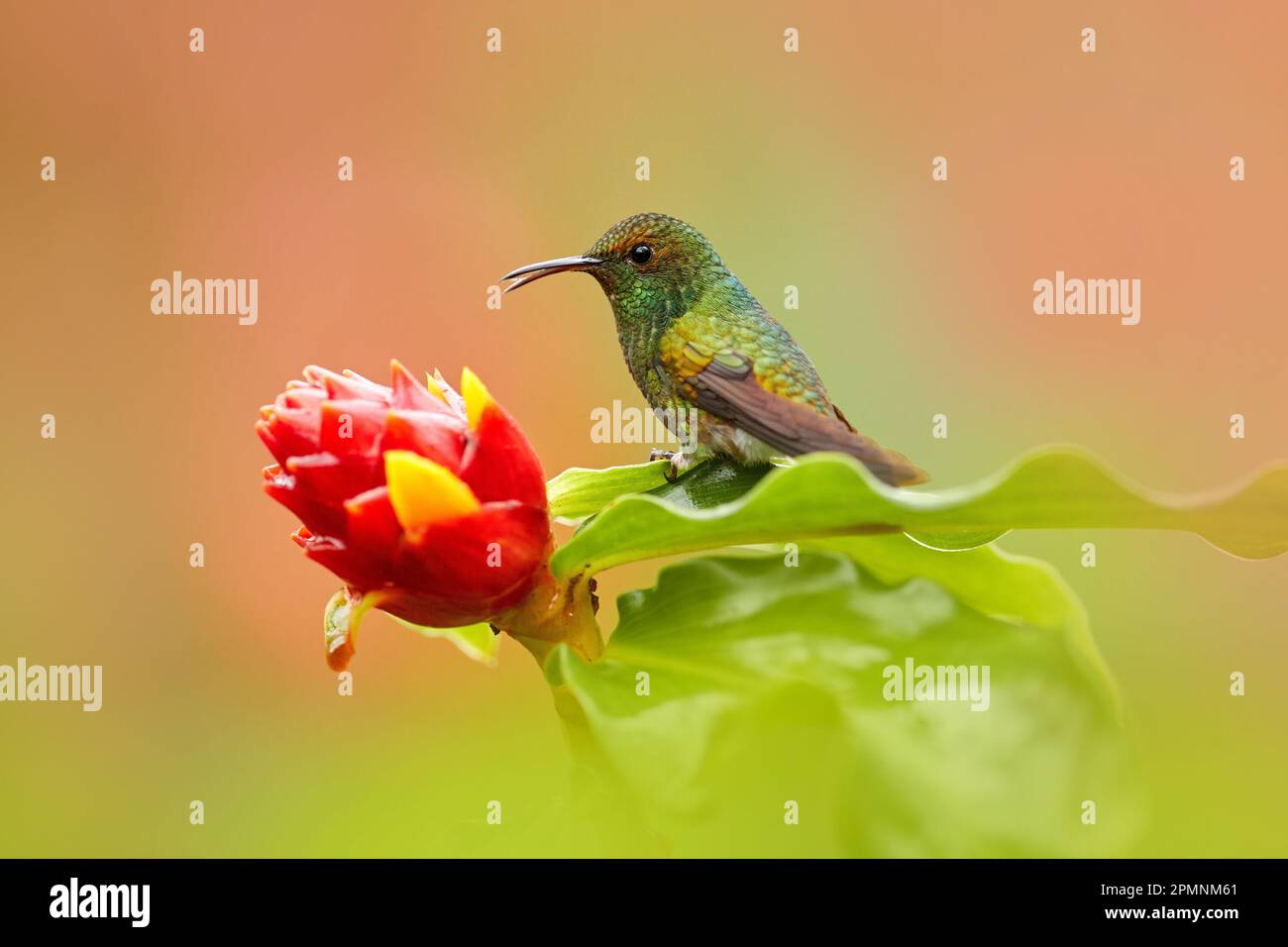 Costa Rica, Coppery-headed Emerald, Elvira cupreiceps, beautiful hummingbird from La Paz Cordillera de Talamanca, Costa Rica. Scene in tropical forest Stock Photo