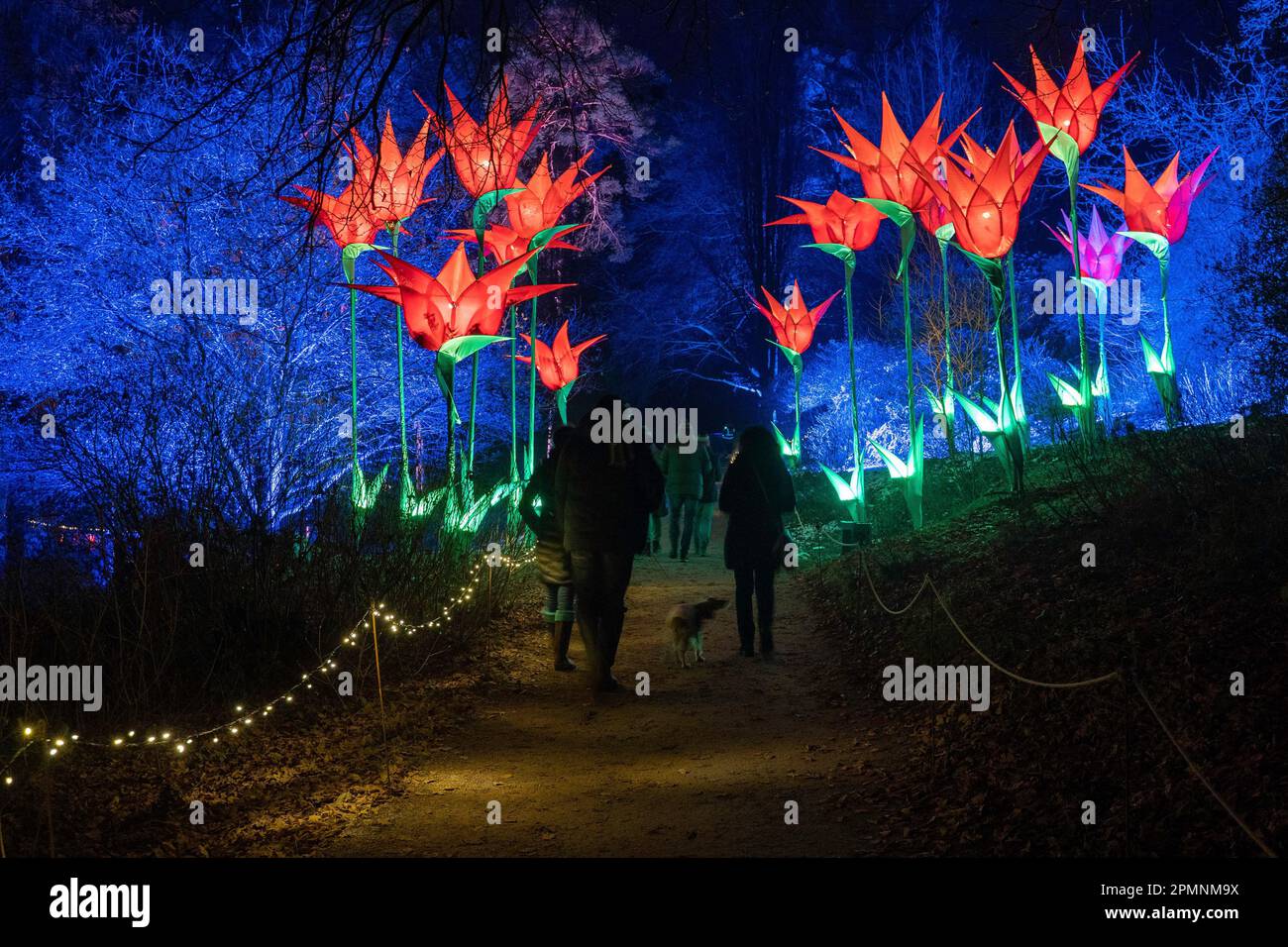 Leonardslee Lakes and Gardens illuminated just before Christmas Stock