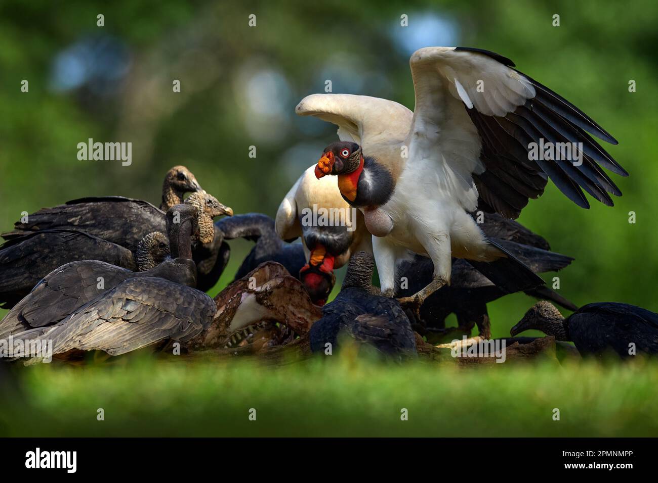 Stock photo of Head portrait of King vulture (Sarcoramphus papa) calling in  the rain. Available for sale on