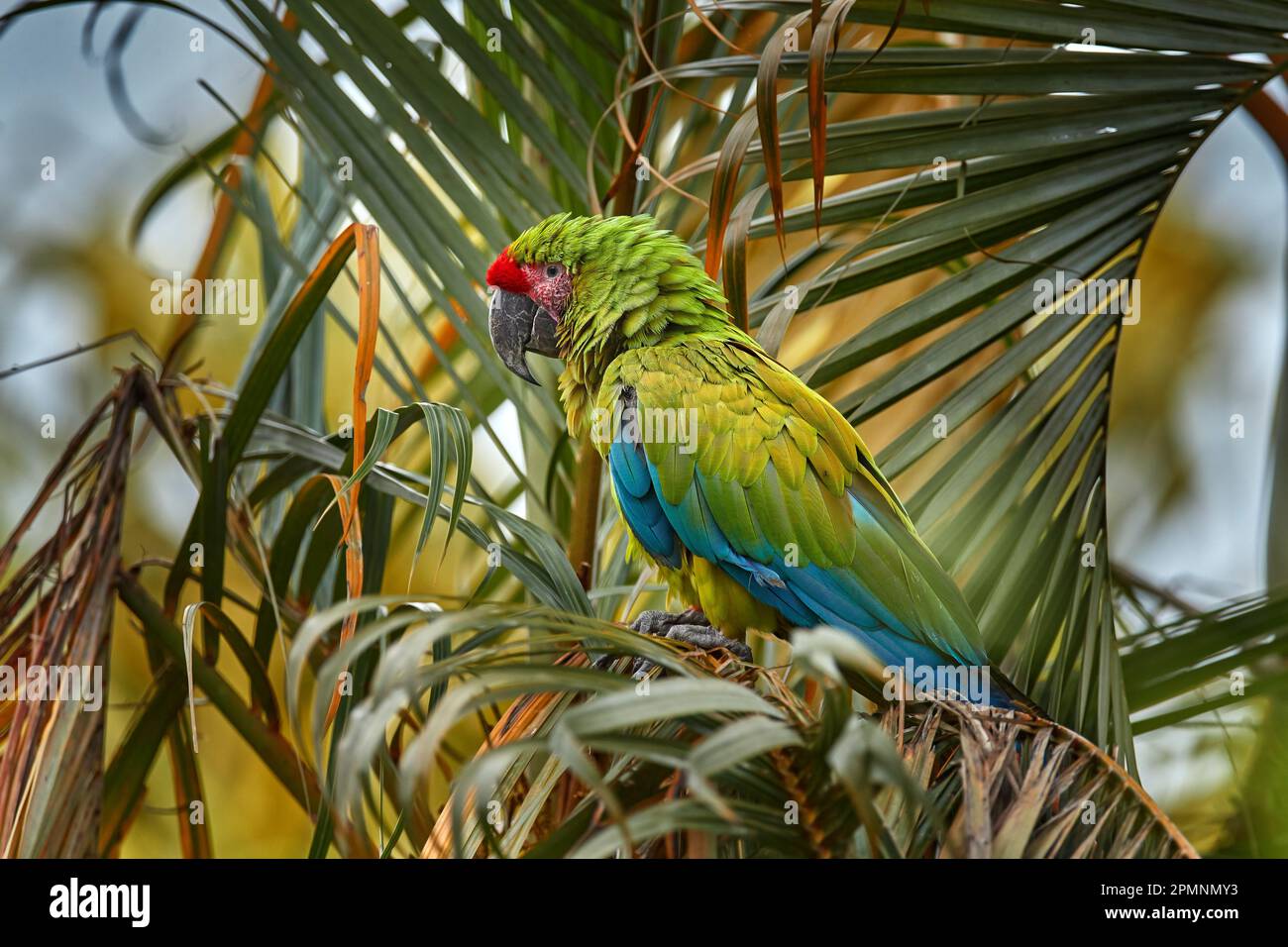 Parrot Great-Green Macaw on tree, Ara ambigua, Wild rare bird in the nature habitat, sitting on the branch in Costa Rica. Wildlife scene in tropic for Stock Photo