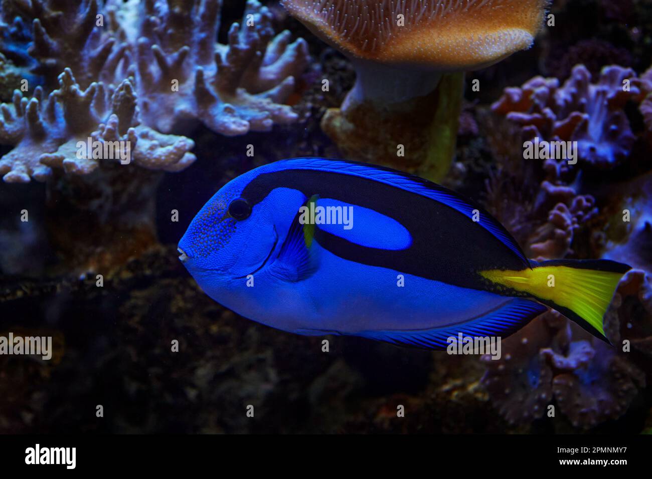 Blue Tang, Paracanthurus hepatus, in the blue water. Indo-Pacific surgeonfish. A popular fish in marine aquaria. Blue Tang in the nature habitat, sea Stock Photo