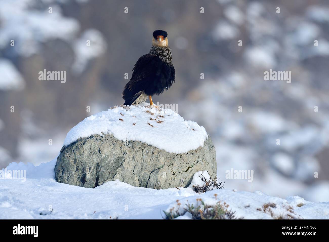 Southern Caracara plancus, in morning light. Bird of prey stitting on stone. Wildlife scene from nature, South America, Torres del Paine NP, Chile. Ca Stock Photo