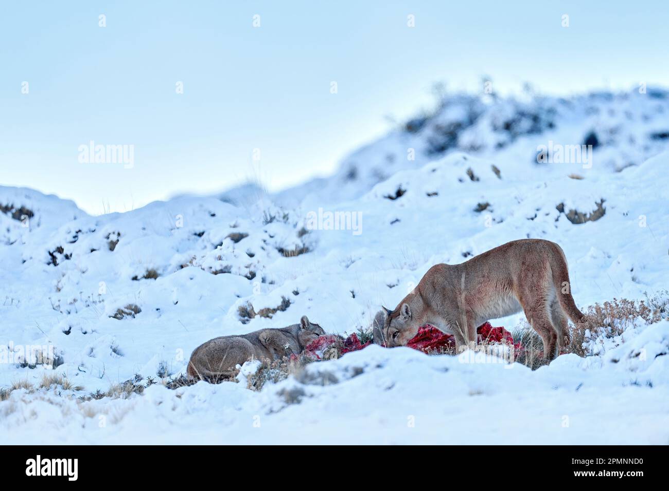 Puma eating guancao carcass, skeleton in the mouth muzzle with tongue. Wildlife neture in Torres del Paine NP in Chile. Winter with snow. Stock Photo