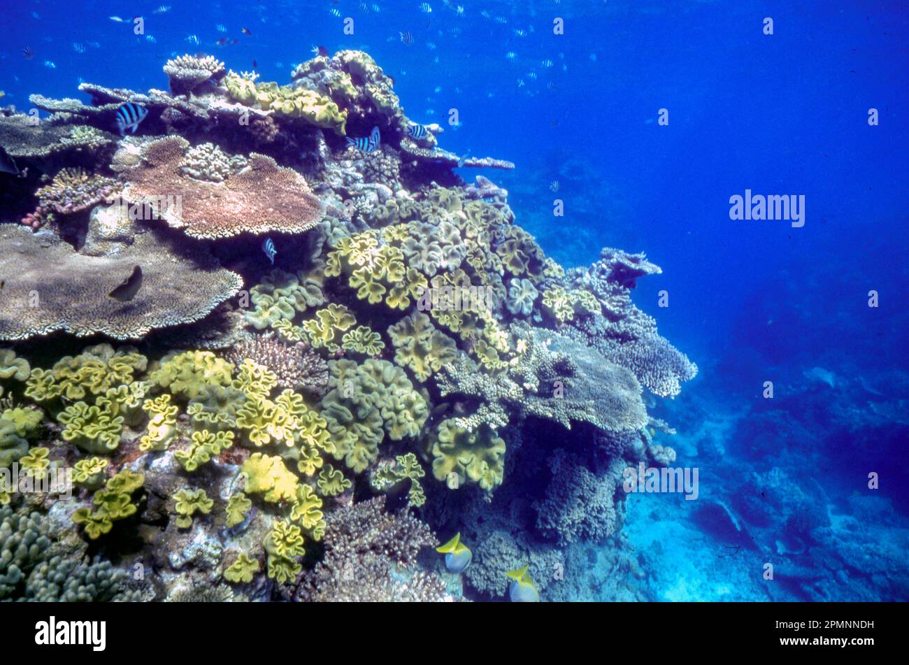 Table-shaped stony corals (Acropora sp.) and soft mushroom corals ...
