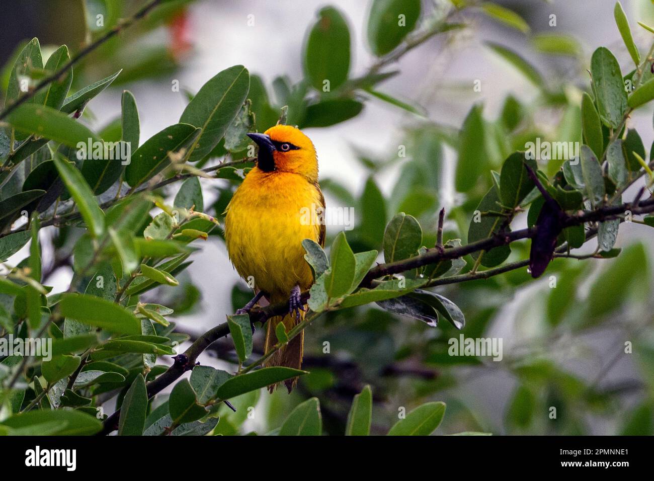 Spectacled weaver (Ploceus ocularis, male) from Kruger NP, South Africa