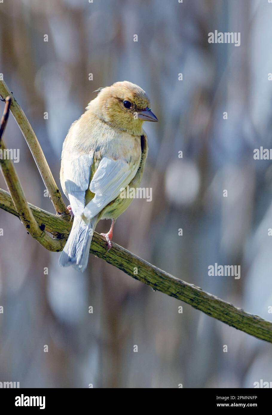 Leucistic common chaffinch (Fringilla coelebs) from Hidra, south-western Norway in April. The specimen shows a lack of natural pigmentation. Stock Photo