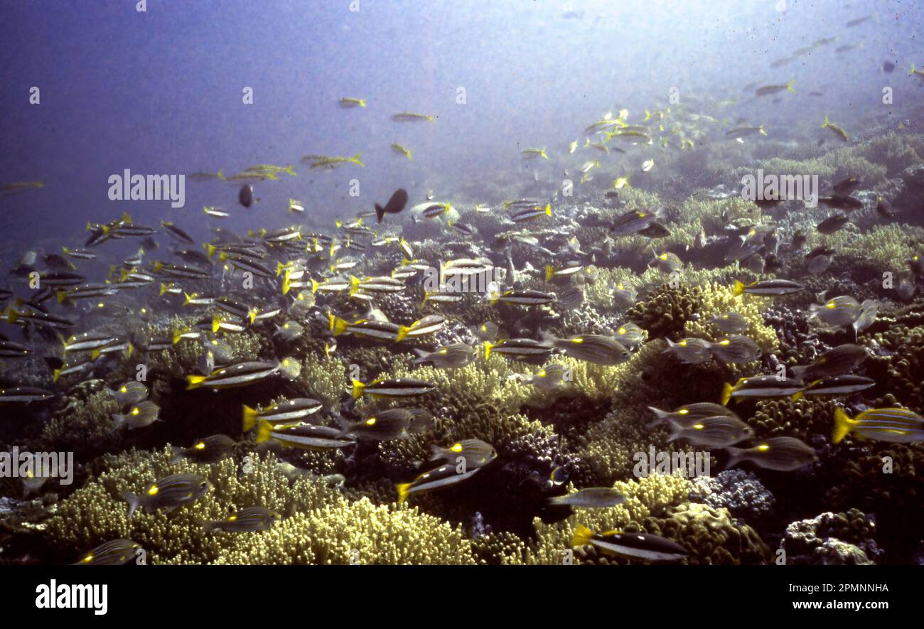 A sohal of the two-spot banded snapper (Lutjanus biguttatus) and diverse growth of corals at Hulule Reef (the Maldives) back in 1980 when the reefs he Stock Photo