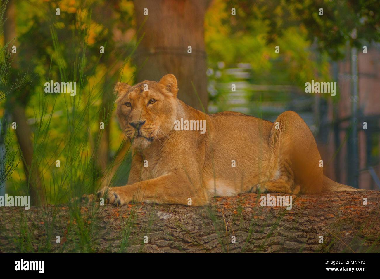 Löwin auf Baumstamm Stock Photo