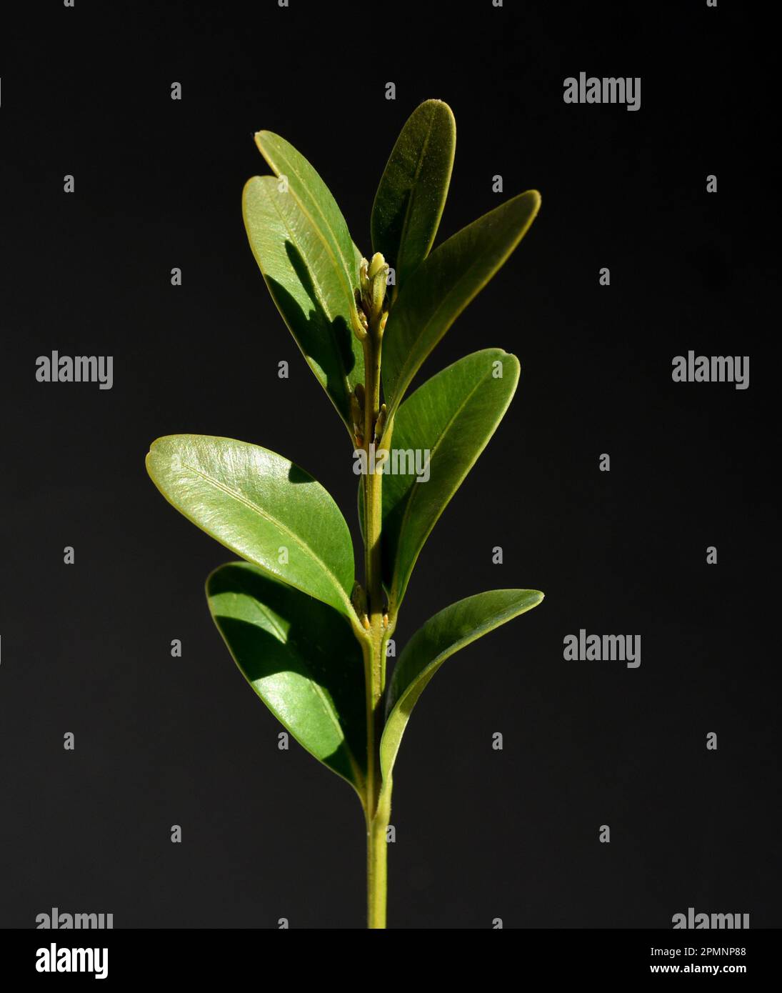 Buchsbaum, Buxus sempervirens ist ein immergruener Busch und gilt auch als gute Heilpflanze. Boxwood, Buxus sempervirens is an evergreen bush and is a Stock Photo