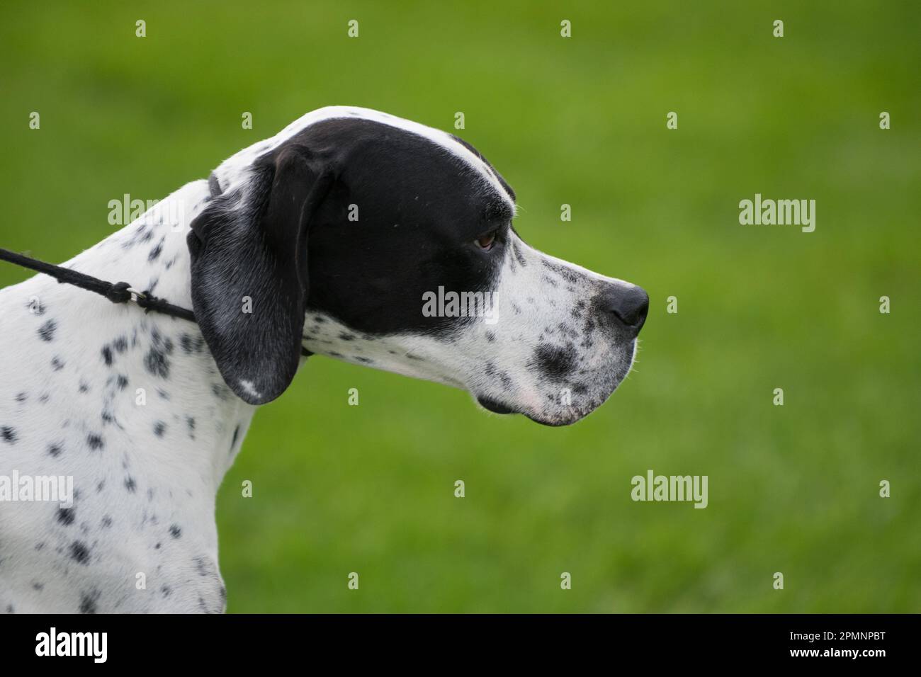 Close up of Pointer dog's head at a dog show in New York Stock Photo