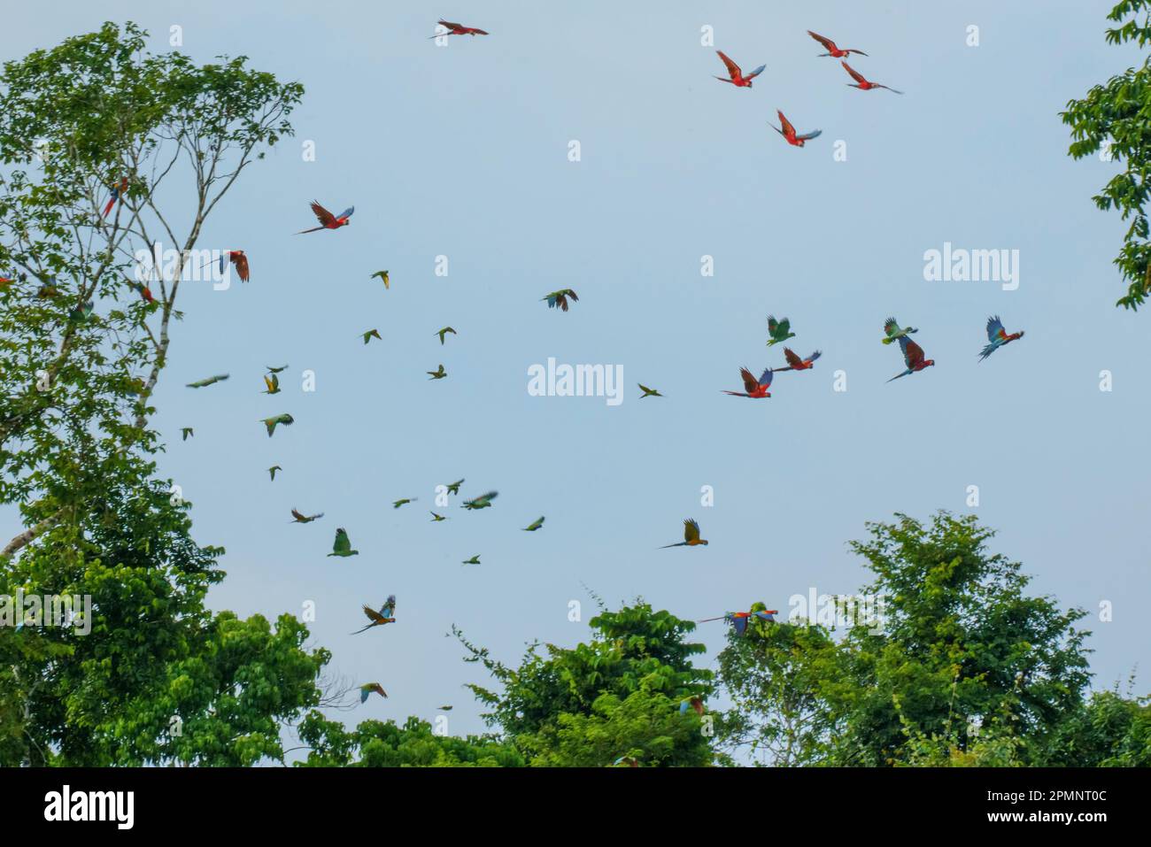 Colorful parrots (Psittaciformes) flying over the Amazon; Puerto Maldonado, Madre de Dios, Peru Stock Photo
