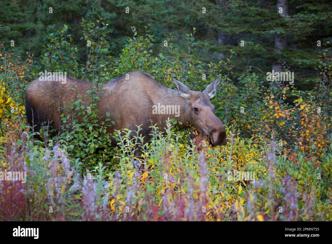 Portrait of a cow moose eyeing the camera while eating autumn vegetation to bulk up for upcoming winter, along the road in Denali Park Stock Photo