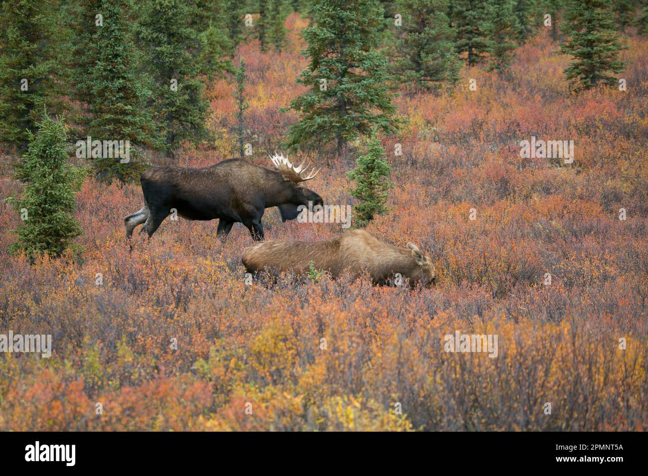 Mating behavior of a bull moose following a flirtatious cow moose (Alces alces) during autumn, rutting season in Denali State Park Stock Photo