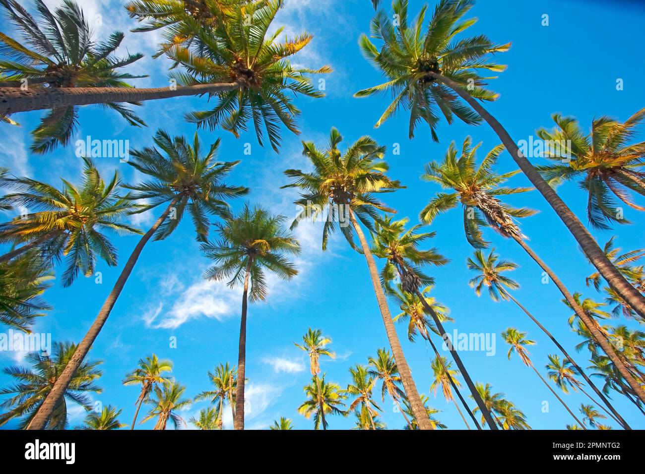 Historic Kapuaiwa Royal Coconut Grove, Kaunakakai, Molokai, Hawaii