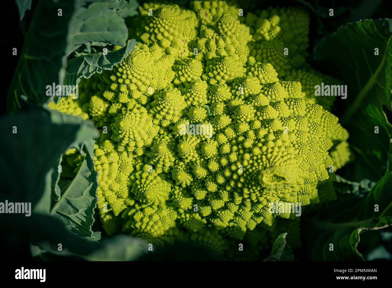 Close-up of a green Romanesco cauliflower (Brassica oleracea) in a field; Benissanet, Tarragona, Spain Stock Photo