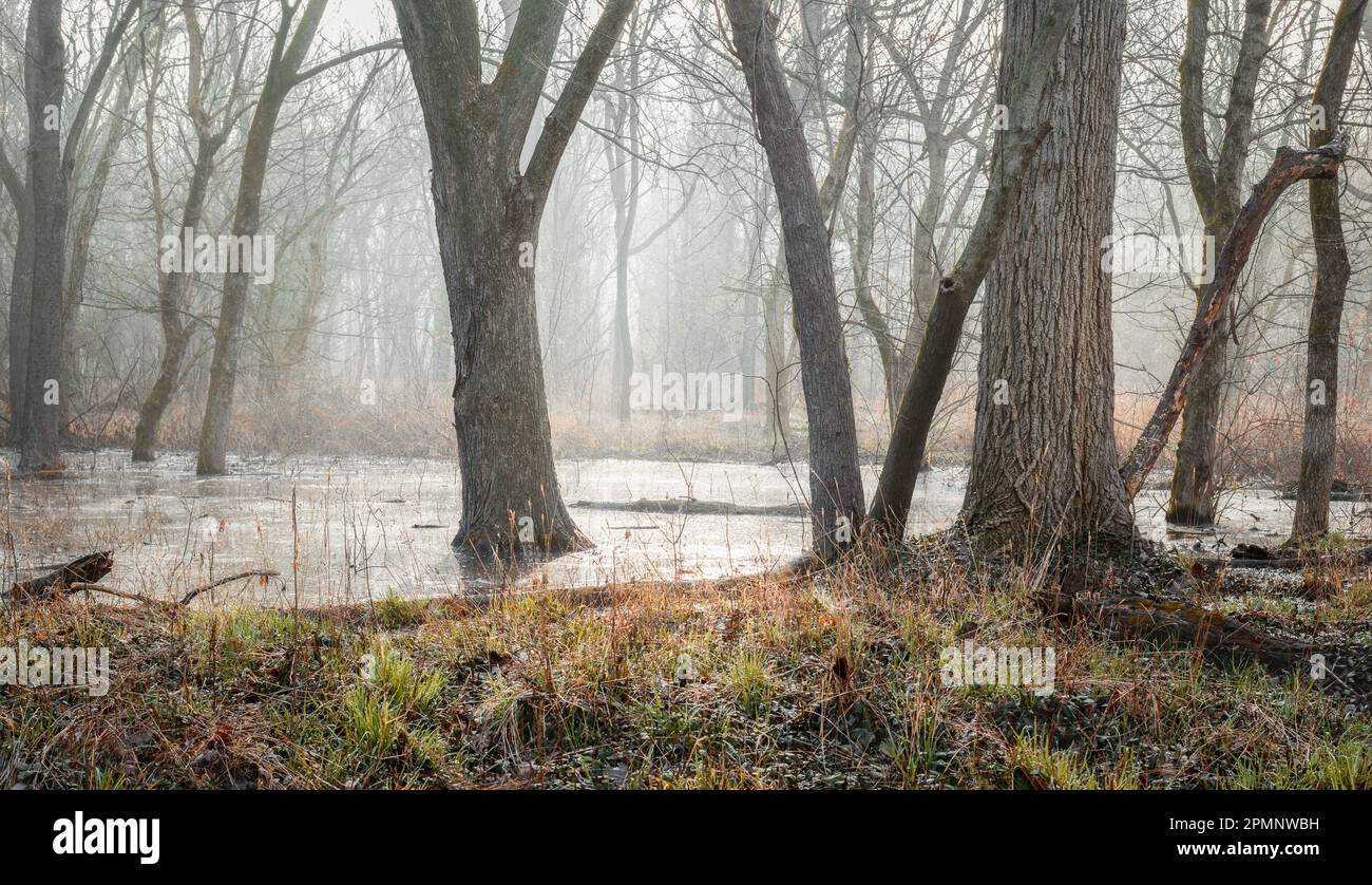 A landscape of Caperton Swamp covered in fog in Indian Hills, Kentucky