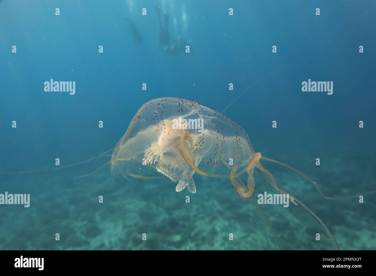 Box jellyfish swimming in the ocean of the Philippines Stock Photo Alamy