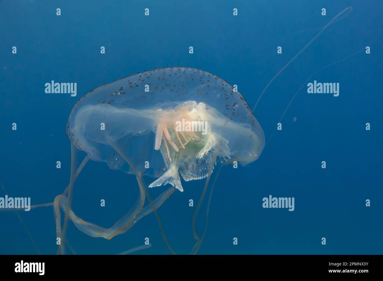 Box jellyfish swimming in the ocean of the Philippines Stock Photo Alamy