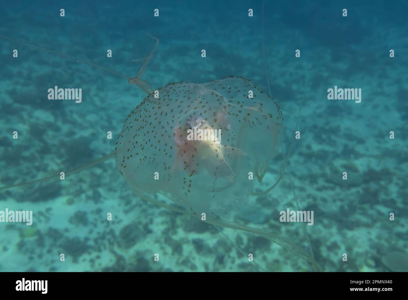 Box jellyfish swimming in the ocean of the Philippines Stock Photo Alamy