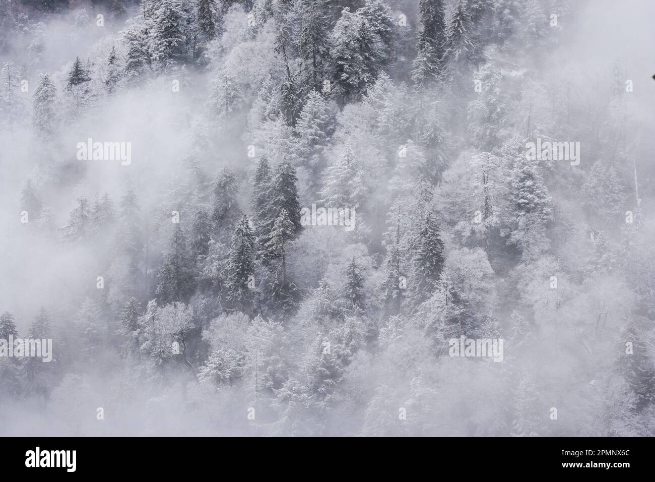 Winter storm blankets spruce and fir forest in late January near Newfound Gap, Great Smoky Mountain National Park, North Carolina, USA Stock Photo