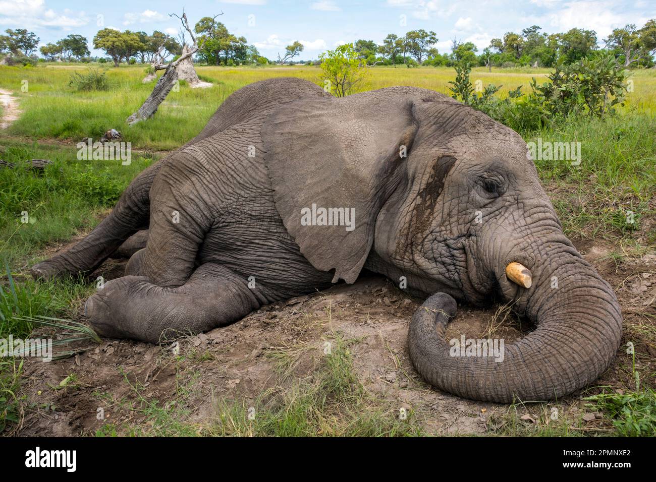 Orphaned elephant (Loxodonta africana) lying down to sleep; Okavango Delta, Botswana Stock Photo