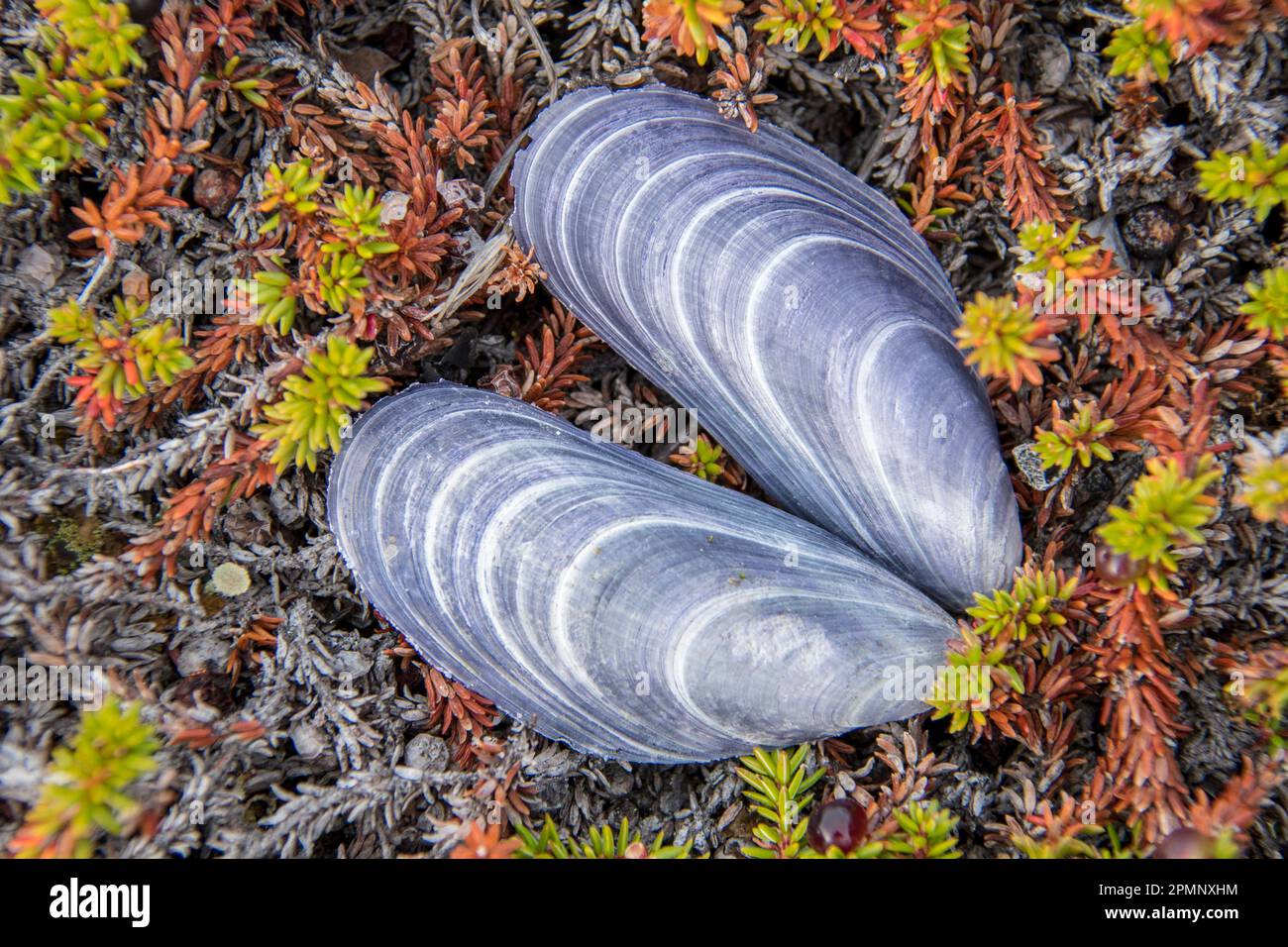 Mussel shell on tundra vegetation; Ilulissat, Greenland Stock Photo