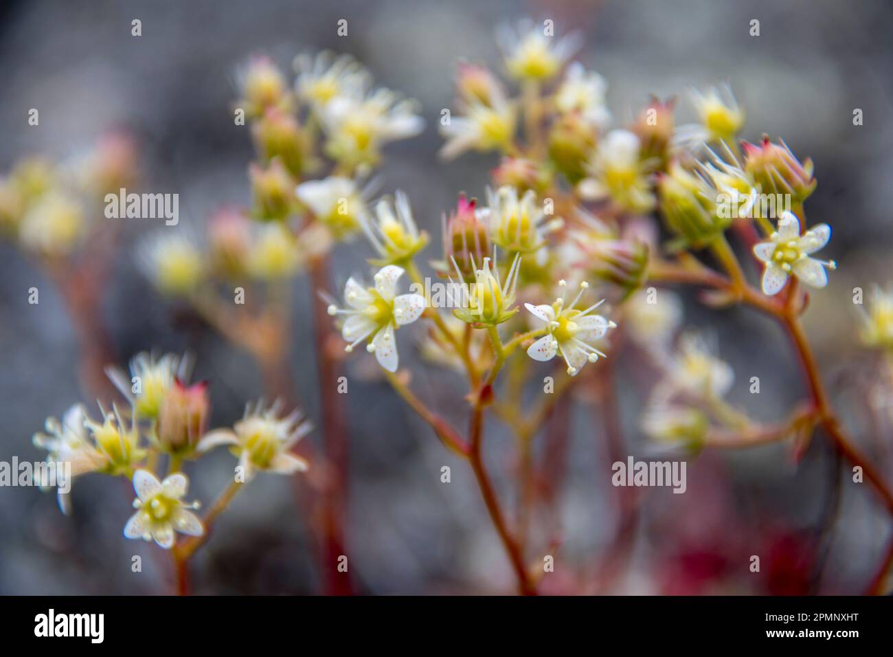 Close-up of wildflowers in Greenland; Ilulissat, Greenland Stock Photo