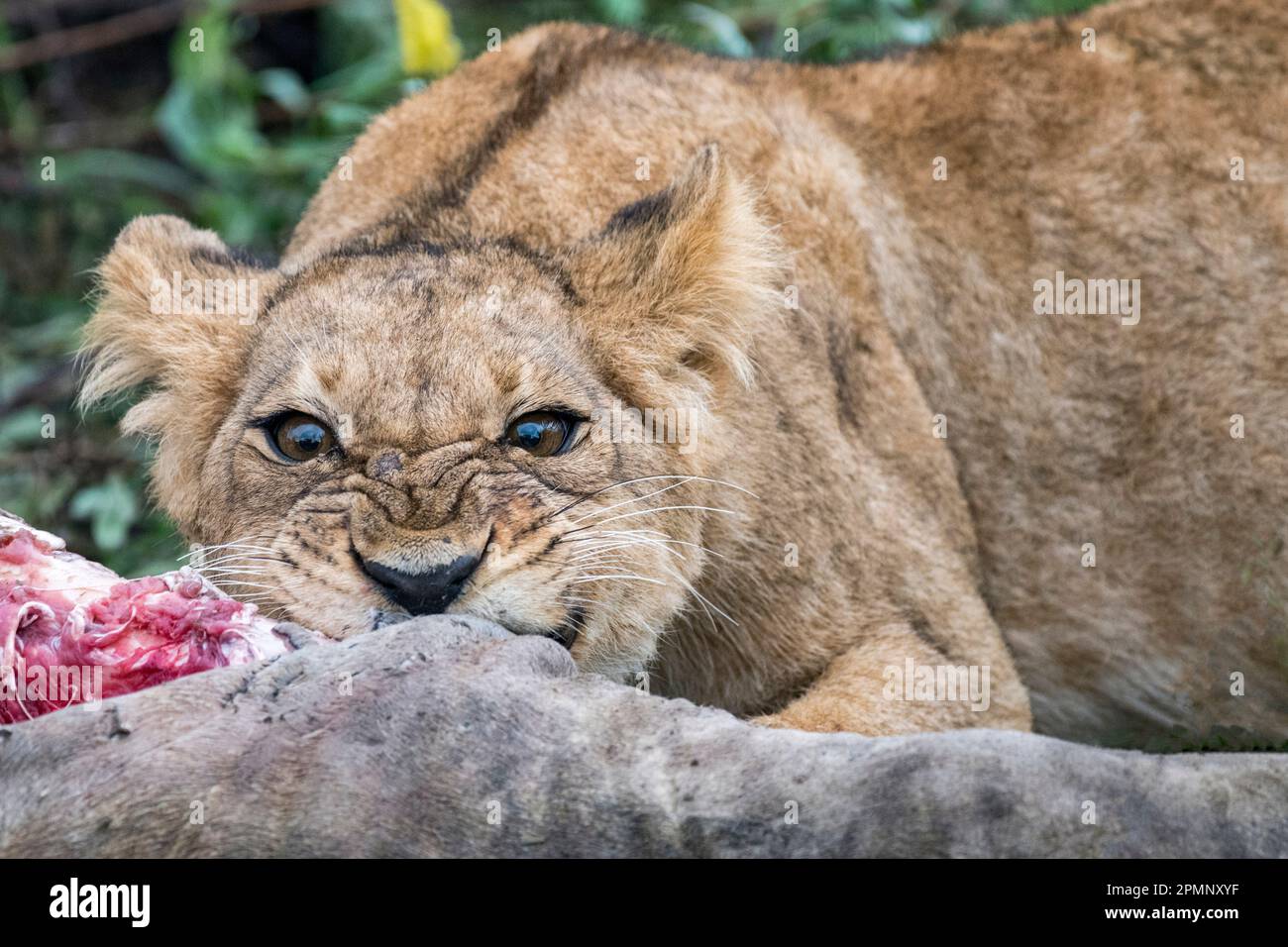 Young female lion (Panthera leo) eating a giraffe leg; Okavango Delta, Botswana Stock Photo