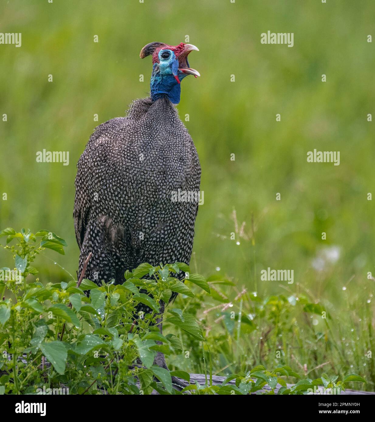 Male Helmeted guineafowl (Numida meleagris) gives a warning call to the rest of the flock; Okavango Delta, Botswana Stock Photo