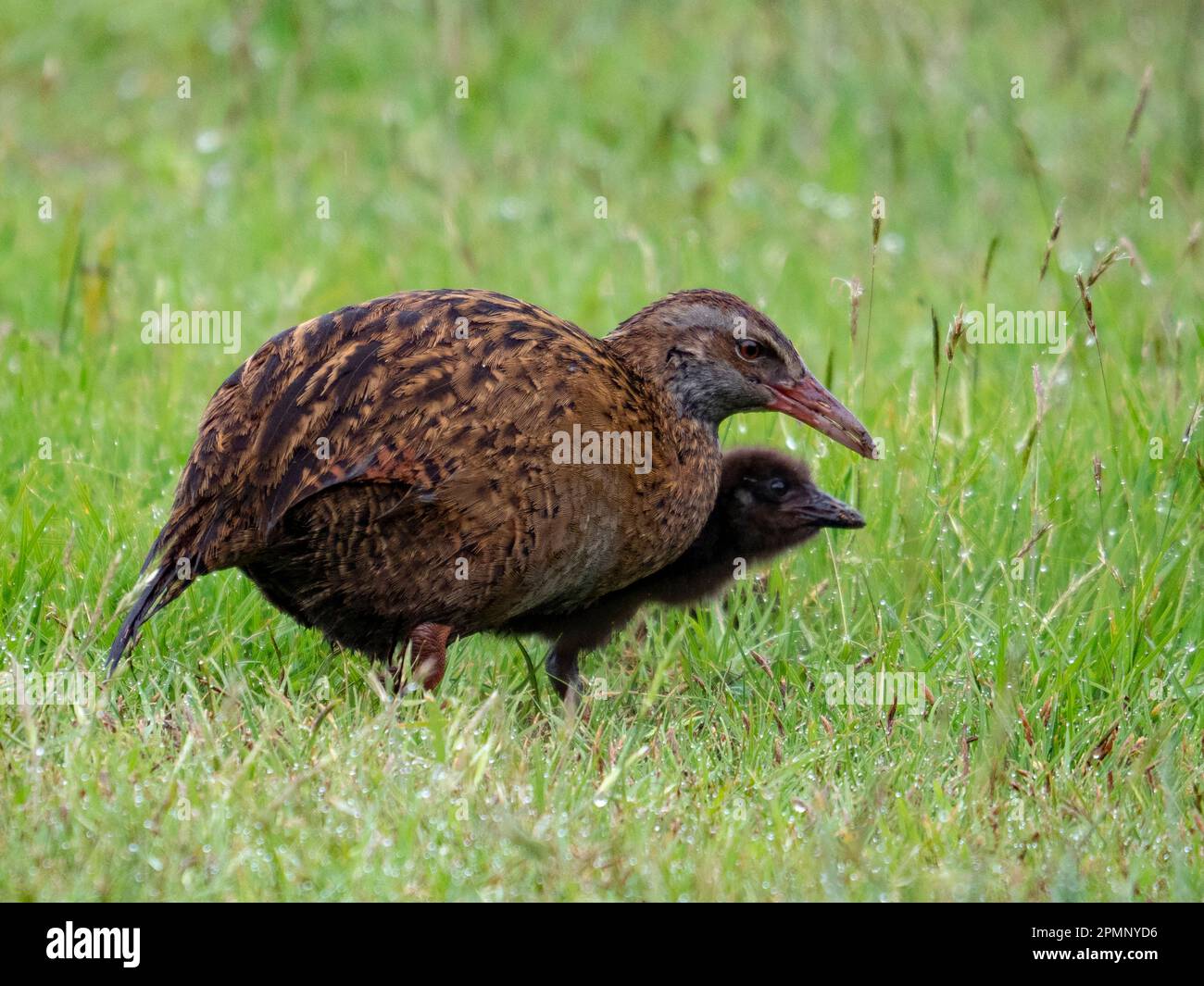Adult and chick Weka (Gallirallus australis), an endemic flightless bird species; Greymouth, South Island, New Zealand Stock Photo