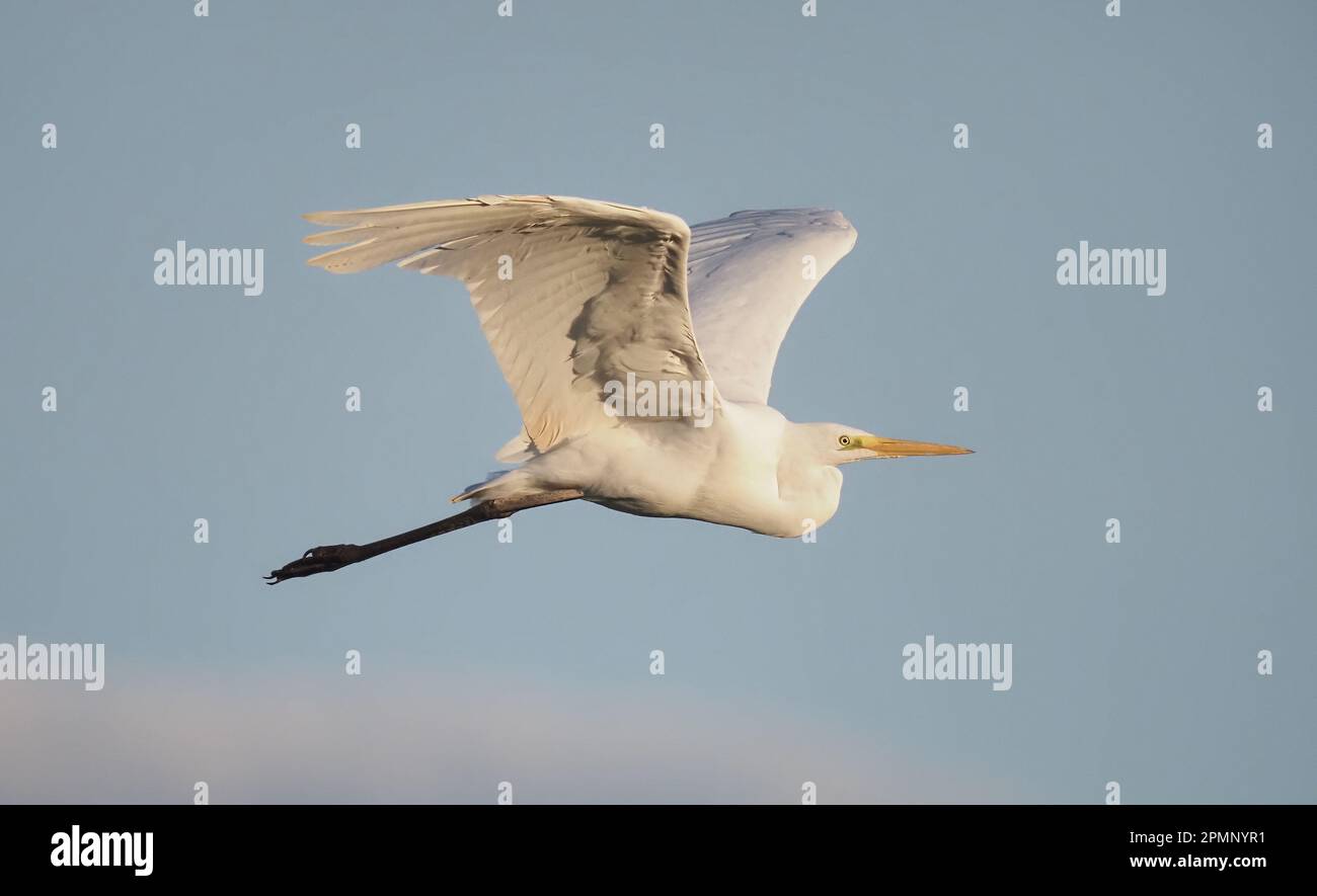 The great white egret is another bird species colonising the UK at quite a rapid rate. Stock Photo