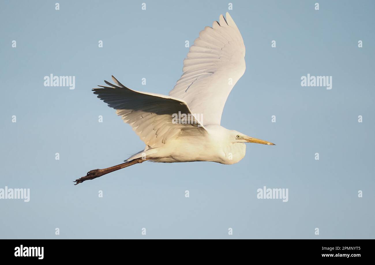 The great white egret is another bird species colonising the UK at quite a rapid rate. Stock Photo