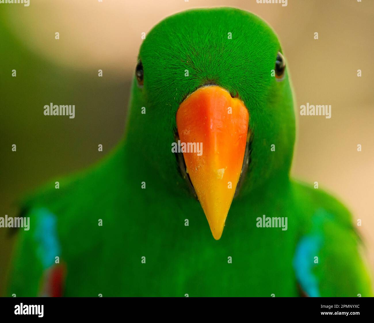 Close-up portrait of a male Eclectus parrot (Eclectus roratus); Australia Stock Photo