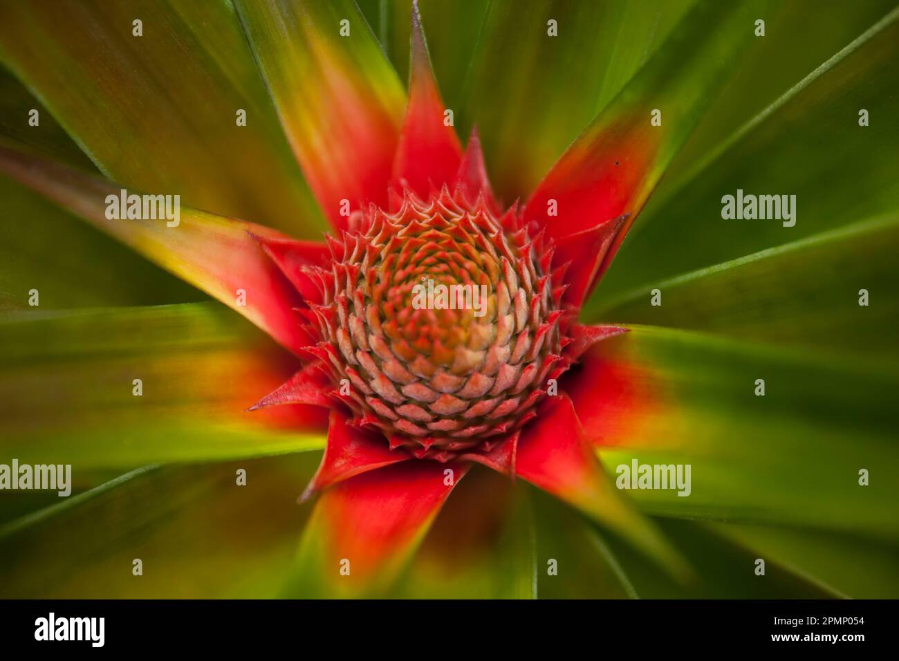 Young pineapple plant in a botanical garden in Costa Rica; Costa Rica Stock Photo